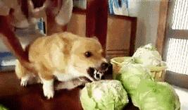 不喂狗粮,狗狗的健康之道(探索替代狗粮的喂养方式,让你的爱犬更健康)(图3) 不喂狗粮,狗狗的健康之道(探索替代狗粮的喂养方式,让你的爱犬更健康)(图3)