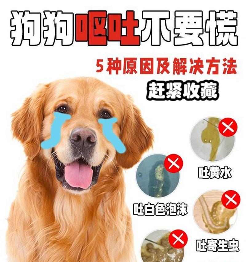 狗夏天呕吐的原因及预防方法（探究狗夏天呕吐的原因，帮助狗主预防问题） - 新生家伴