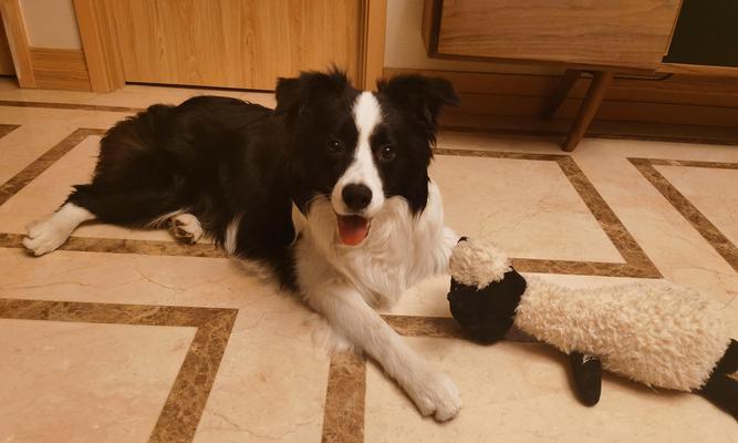 不喂狗粮，狗狗的健康之道（探索替代狗粮的喂养方式，让你的爱犬更健康） - 新生家伴