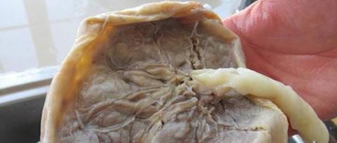 狗的胎盘（探索狗的胎盘结构、功能与重要性）(图2)