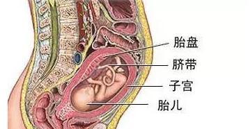 狗的胎盘（探索狗的胎盘结构、功能与重要性） - 新生家伴