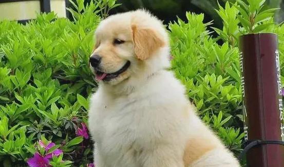 追寻血脉的猎犬——寻血猎犬的故事(揭秘寻血猎犬的神奇追踪本能)(图2) 追寻血脉的猎犬——寻血猎犬的故事(揭秘寻血猎犬的神奇追踪本能)(图2)