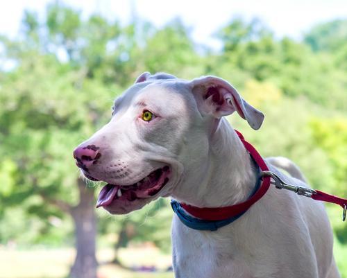 追寻血脉的猎犬——寻血猎犬的故事（揭秘寻血猎犬的神奇追踪本能） - 新生家伴