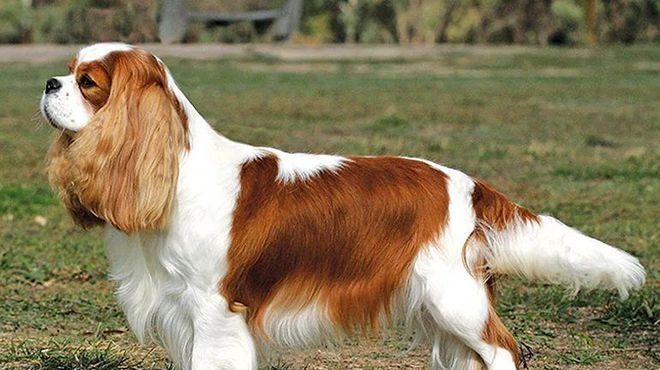 追寻血脉的猎犬——寻血猎犬的故事(揭秘寻血猎犬的神奇追踪本能)(图3) 追寻血脉的猎犬——寻血猎犬的故事(揭秘寻血猎犬的神奇追踪本能)(图3)