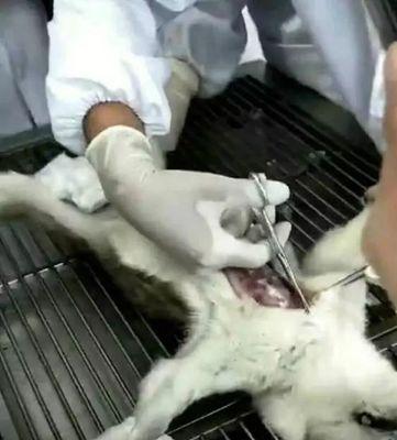 保护狗的声带，注意这些关键要点（以狗割好声带的注意事项及指南）(图1)