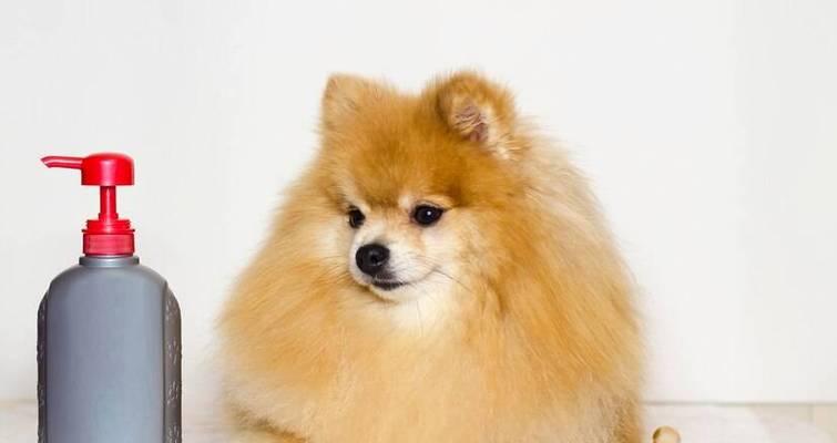 小博美的洗澡日常（一起来了解如何给小博美洗澡吧！）(图3)