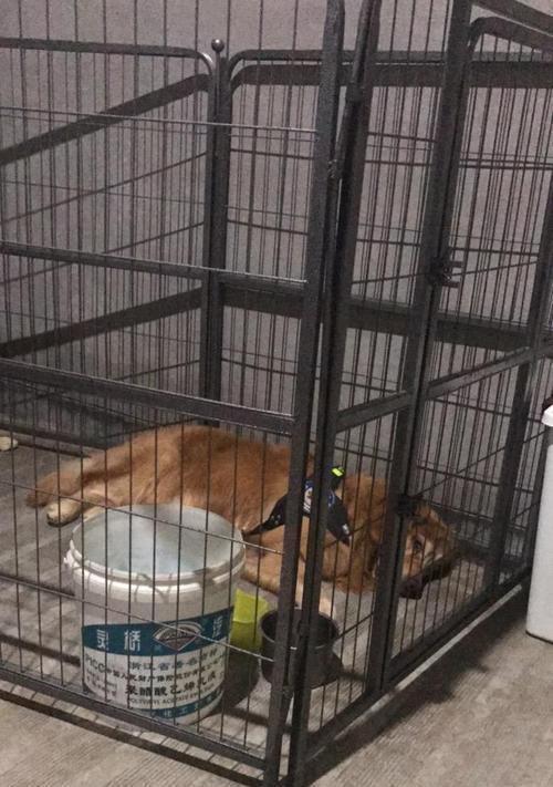 保护狗的声带，注意这些关键要点（以狗割好声带的注意事项及指南）(图2)