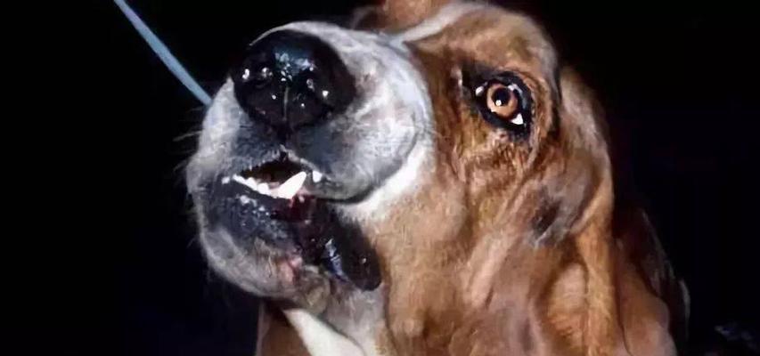 保护狗的声带，注意这些关键要点（以狗割好声带的注意事项及指南）(图3)