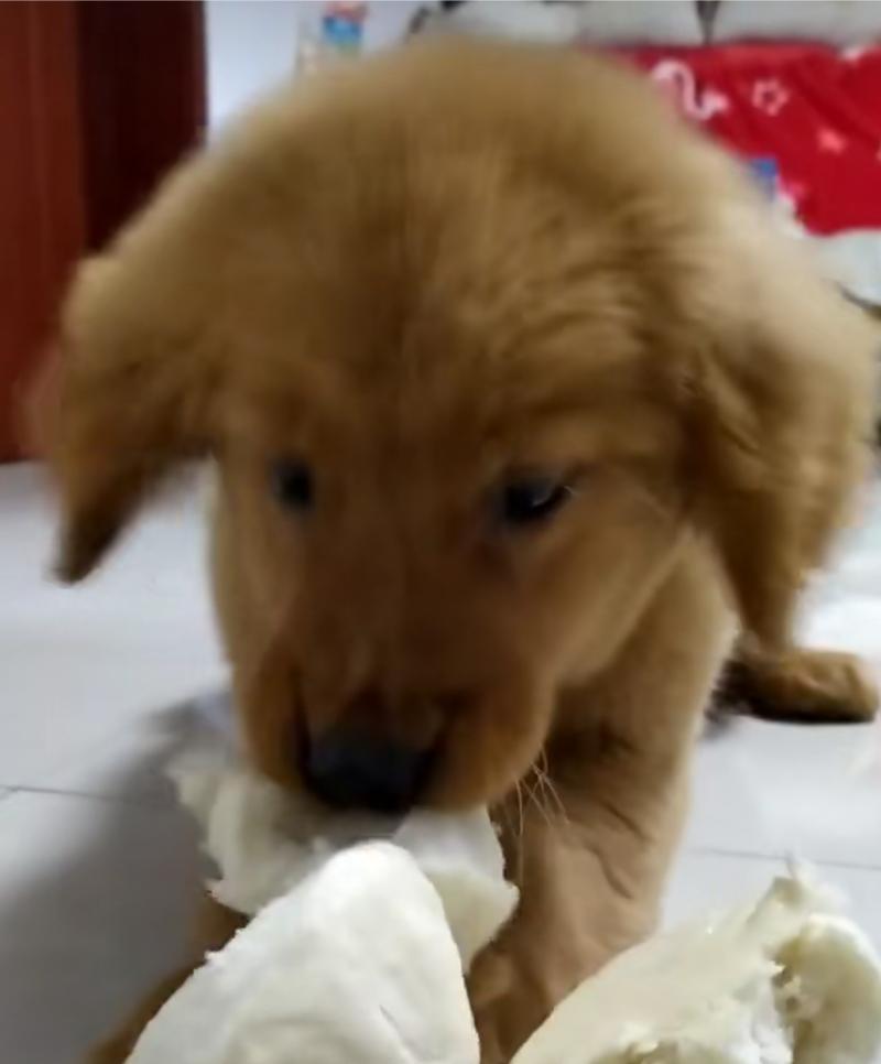 不喂狗粮,狗狗的健康之道(探索替代狗粮的喂养方式,让你的爱犬更健康)(图2) 不喂狗粮,狗狗的健康之道(探索替代狗粮的喂养方式,让你的爱犬更健康)(图2)