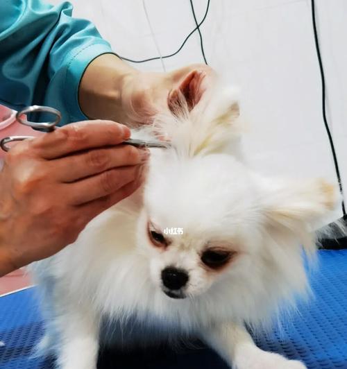 小博美的洗澡日常（一起来了解如何给小博美洗澡吧！）(图2)