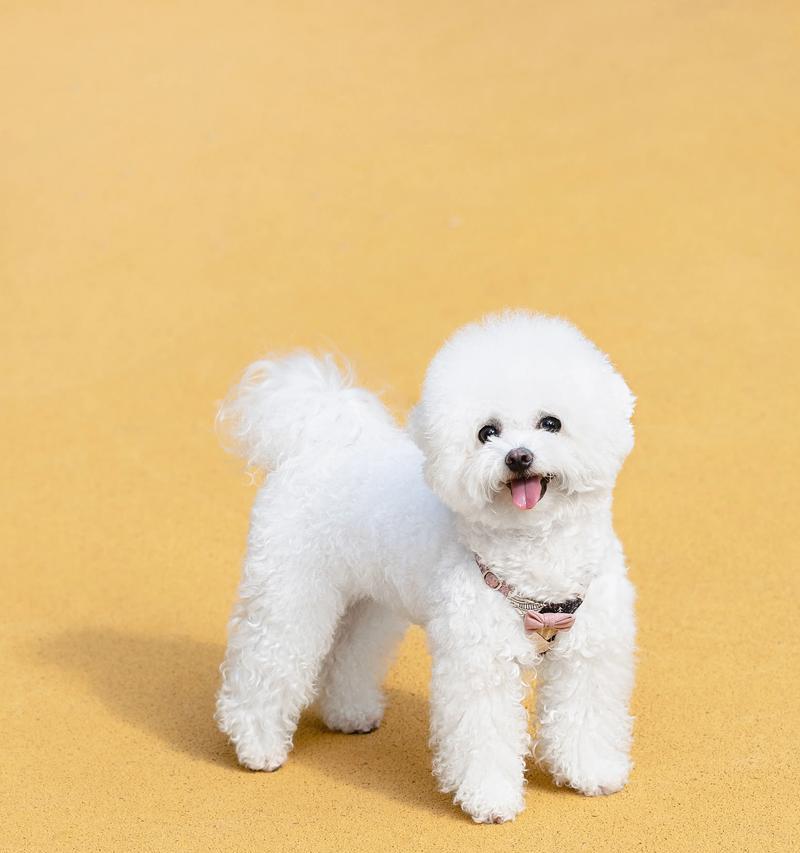 如何正确照顾3个月幼犬的比熊?(注意事项和关键提示,助你成为贴心的幼犬主人)(图3) 如何正确照顾3个月幼犬的比熊?(注意事项和关键提示,助你成为贴心的幼犬主人)(图3)