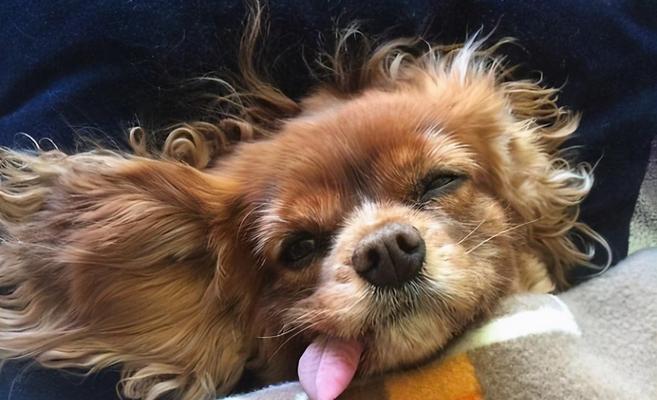 为什么狗会伸舌头?(揭秘狗伸舌头的原因与功能)(图3) 为什么狗会伸舌头?(揭秘狗伸舌头的原因与功能)(图3)