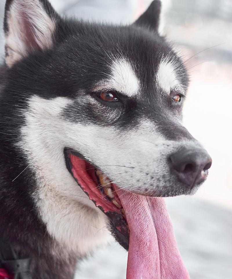 为什么狗会伸舌头？（揭秘狗伸舌头的原因与功能） - 新生家伴