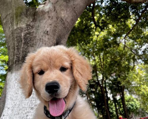 为什么狗会伸舌头?(揭秘狗伸舌头的原因与功能)(图2) 为什么狗会伸舌头?(揭秘狗伸舌头的原因与功能)(图2)