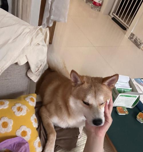 狗狗爬着走，探索生命的奇迹（狗狗爬着走，与坚持和勇气同行） - 新生家伴