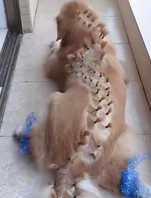 狗狗爬着走，探索生命的奇迹（狗狗爬着走，与坚持和勇气同行）(图2)