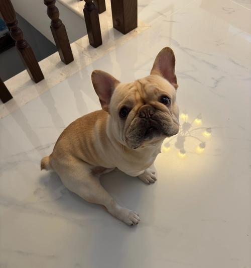 狗狗爬着走，探索生命的奇迹（狗狗爬着走，与坚持和勇气同行）(图3)