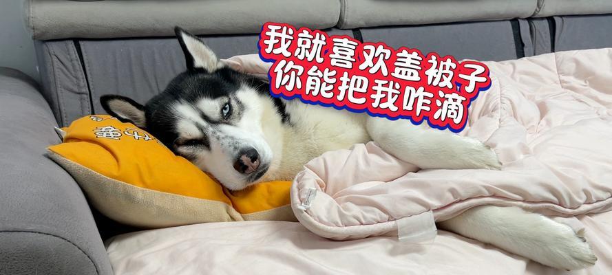 为什么睡觉要盖被子?(睡觉时盖被子的重要性及好处)(图1) 为什么睡觉要盖被子?(睡觉时盖被子的重要性及好处)(图1)