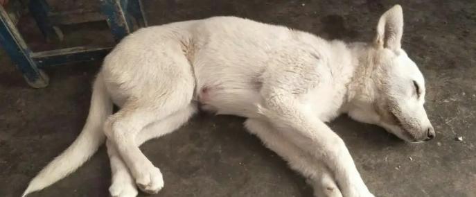 狗狗频繁抖身，用药方法介绍（解决狗狗抖身问题的有效药物）(图3)