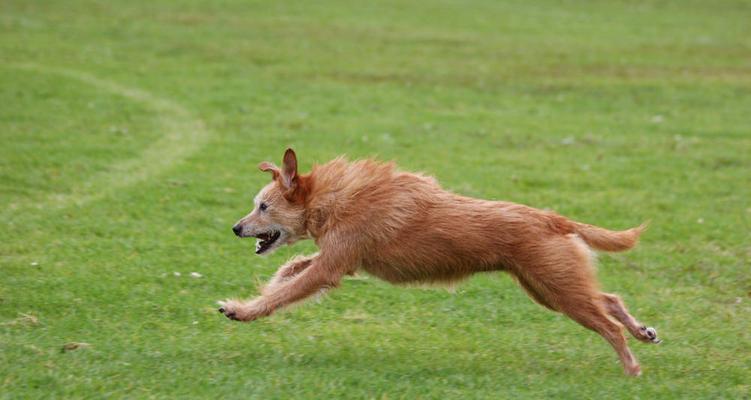 狗见到什么动物会不停地跑?(探寻狗对不同动物的反应与行为特点)(图3) 狗见到什么动物会不停地跑?(探寻狗对不同动物的反应与行为特点)(图3)