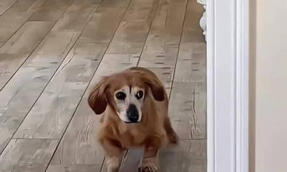 狗见到什么动物会不停地跑？（探寻狗对不同动物的反应与行为特点） - 新生家伴