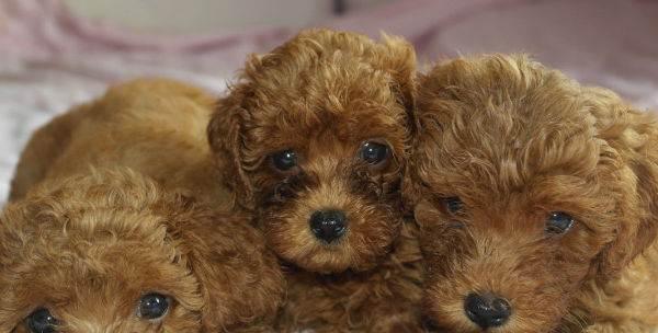 贵宾狗宝宝的毛色变化及时间点（探秘贵宾狗宝宝的毛色变化，为您解答什么时候变色最明显）(图1)