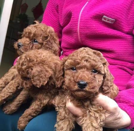 贵宾狗宝宝的毛色变化及时间点（探秘贵宾狗宝宝的毛色变化，为您解答什么时候变色最明显）(图2)