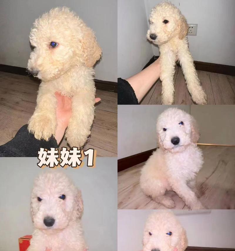 贵宾狗宝宝的毛色变化及时间点（探秘贵宾狗宝宝的毛色变化，为您解答什么时候变色最明显）(图3)