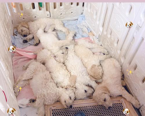 狗狗刚出生吃什么奶粉？（了解狗狗出生后的营养需求，选择合适的奶粉。）(图2)