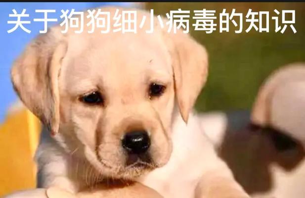 狗狗得了细小，如何选择适合的食物帮助恢复健康（为你的爱犬提供适合细小患者的营养餐）(图3)