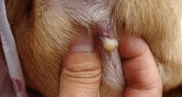 如何正确清洁狗狗屁股?(五步教你给宠物狗清洁屁股)(图2) 如何正确清洁狗狗屁股?(五步教你给宠物狗清洁屁股)(图2)