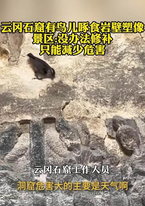 鸟儿带来的危害（候鸟迁徙现象及其对环境、农作物和人类健康的潜在影响）(图2)