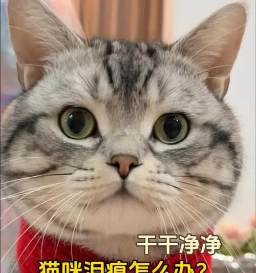 猫的眼睛清洁之道(了解猫眼清洁的重要性及正确方法)(图2) 猫的眼睛清洁之道(了解猫眼清洁的重要性及正确方法)(图2)