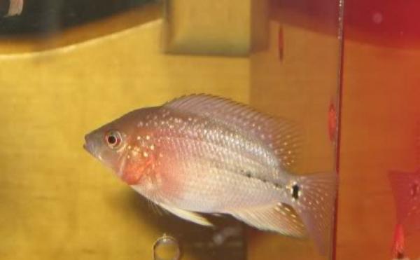 养鱼小百科(一起来了解罗汉鱼苗的最佳喂养时间吧!)(图2) 养鱼小百科(一起来了解罗汉鱼苗的最佳喂养时间吧!)(图2)