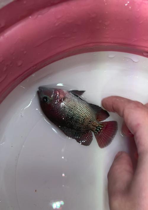 养鱼小百科(一起来了解罗汉鱼苗的最佳喂养时间吧!)(图1) 养鱼小百科(一起来了解罗汉鱼苗的最佳喂养时间吧!)(图1)