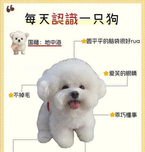 比熊四个月多久驱虫？（宠物狗常规驱虫时间及注意事项）(图3)