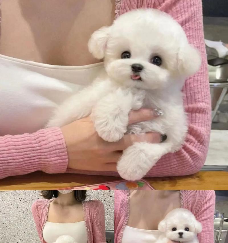 比熊四个月多久驱虫？（宠物狗常规驱虫时间及注意事项） - 新生家伴