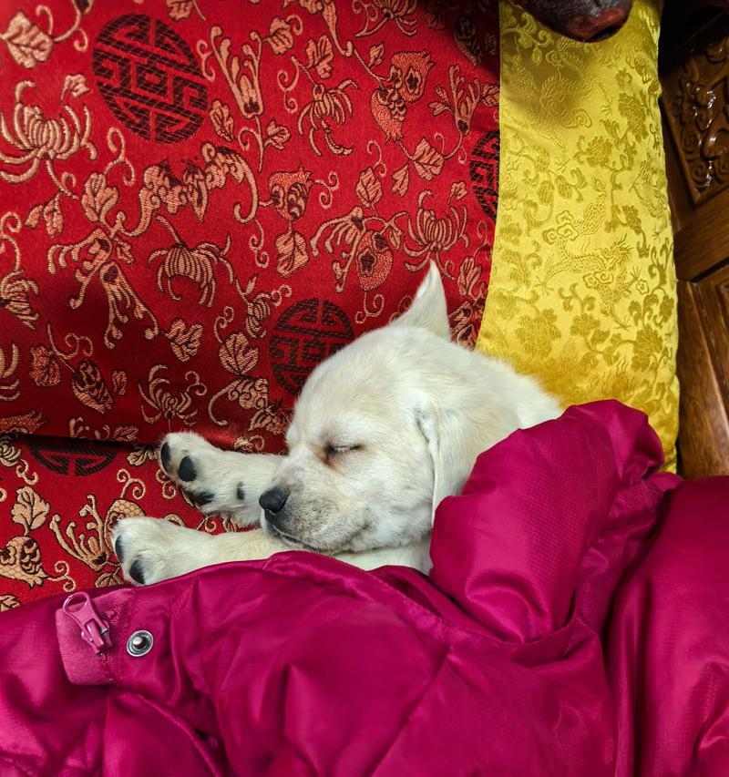 宠物狗一天应该睡多久?(狗狗的合适睡眠时长和重要性)(图2) 宠物狗一天应该睡多久?(狗狗的合适睡眠时长和重要性)(图2)