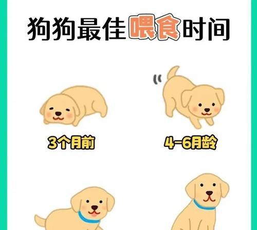 宠物狗一天应该睡多久？（狗狗的合适睡眠时长和重要性） - 新生家伴