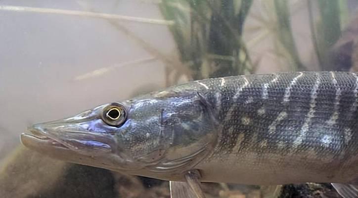 狗狗的健康饮食(挑选和喂养狗狗的鱼类食物的关键事项)(图1) 狗狗的健康饮食(挑选和喂养狗狗的鱼类食物的关键事项)(图1)