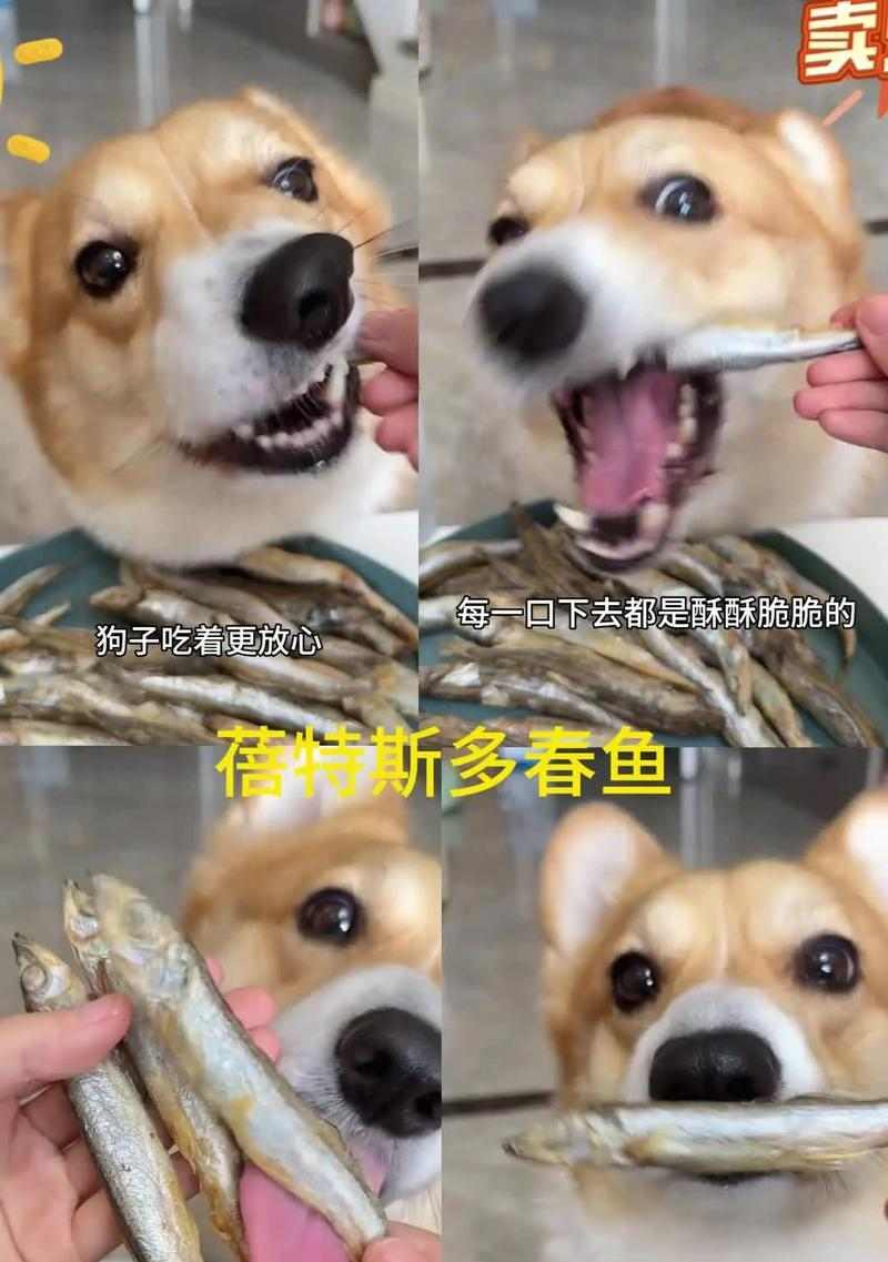 狗狗的健康饮食(挑选和喂养狗狗的鱼类食物的关键事项)(图3) 狗狗的健康饮食(挑选和喂养狗狗的鱼类食物的关键事项)(图3)