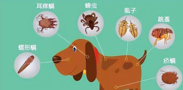 小狗驱虫的最佳时间选择（宠物养护必备，健康从小开始）(图3)