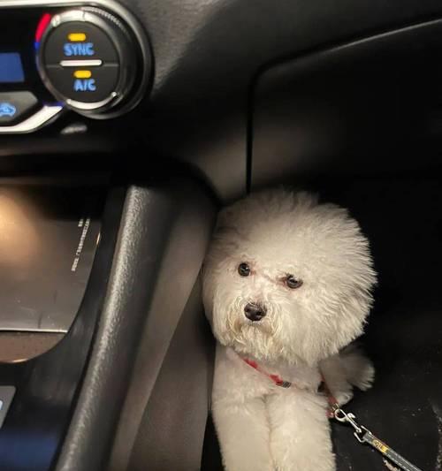 为什么狗喜欢坐门口？（探究狗喜欢坐门口的原因及其背后的心理需 - 新生家伴