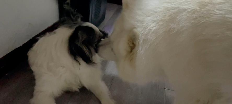 为什么狗喜欢坐门口？（探究狗喜欢坐门口的原因及其背后的心理需求）(图2)