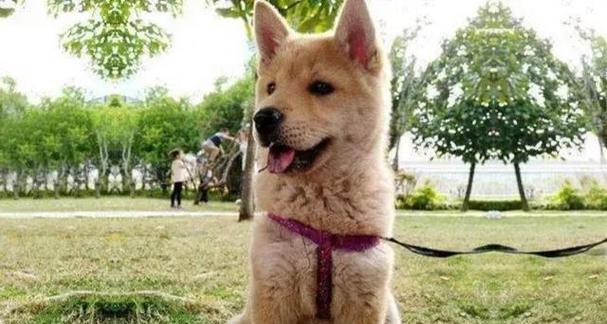 为什么狗喜欢坐门口？（探究狗喜欢坐门口的原因及其背后的心理需求）(图3)