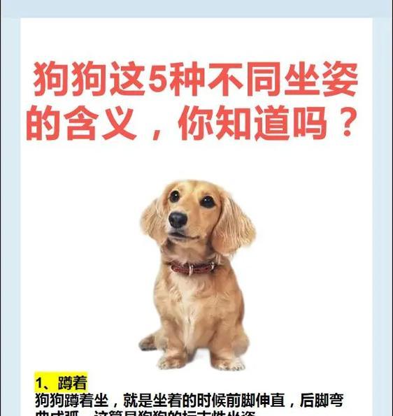 小狗为什么会有六个脚趾？（探索小狗六个脚趾的奥秘）(图2)