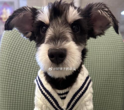 小狗为什么会有六个脚趾？（探索小狗六个脚趾的奥秘） - 新生家伴