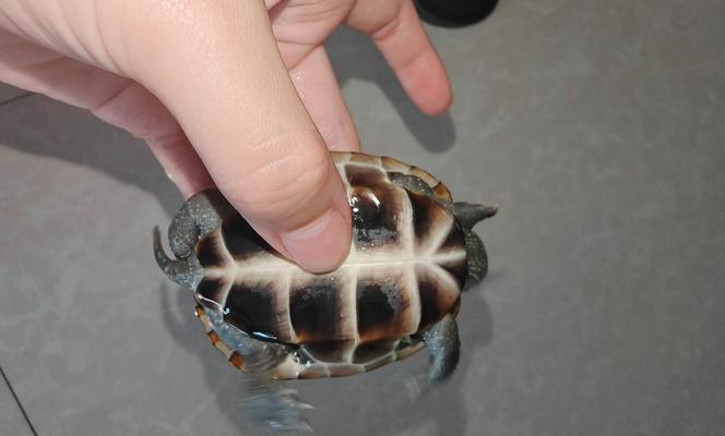 中华草龟的养殖与伴侣选择（与中华草龟相宜的伴侣及养殖要点）(图1)