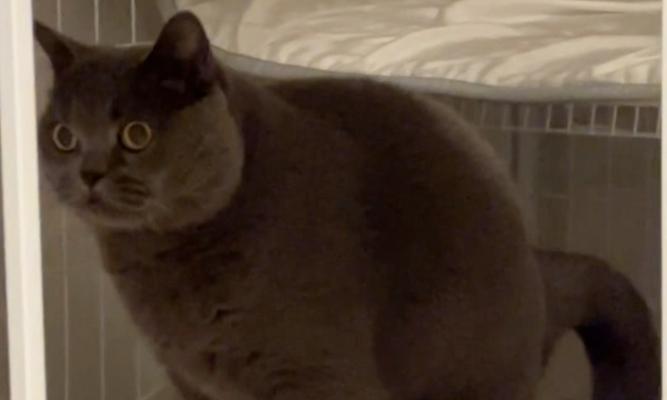 猫的粪便特征及其健康指标（探究猫的排便习惯和健康状况，了解什么是正常的猫粪便）(图3)