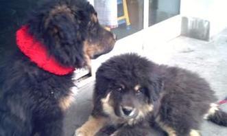 狗为何变成杂食动物（探究狗类食性的进化过程及原因） - 新生家伴